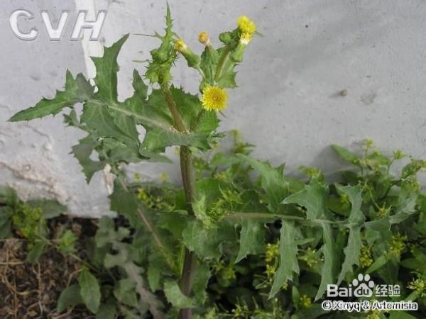 农村的朋友这些草药你知道它的作用吗