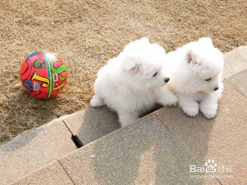 养幼犬注意事项 养小狗要注意什么
