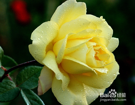 月季花的叶子发黄怎么办?