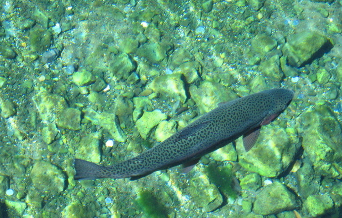 常吃三文鱼怎么防虫