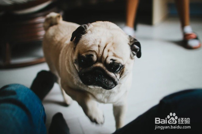 怎么样去掉家具上的狗狗毛