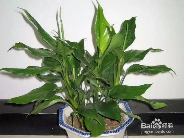 可以带来好运的植物 信不信先放了再说