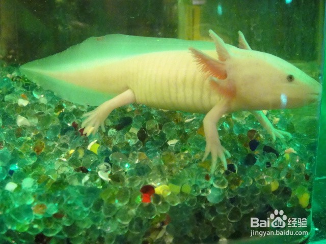 恐龙鱼应该如何饲养
