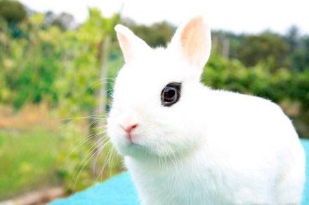 购买兔子时需要注意些什么