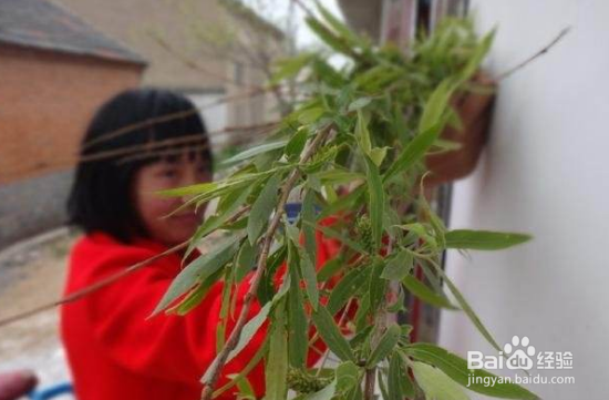 清明节有哪些传统风俗？