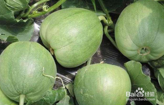 甜瓜种子的催芽方法及步骤