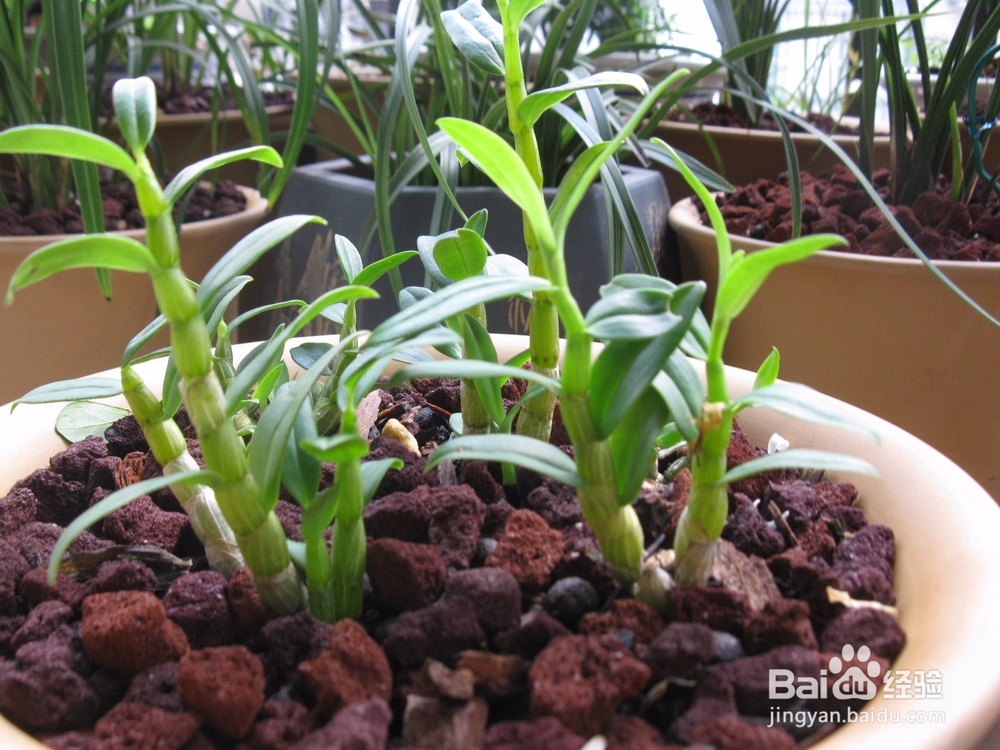 石斛兰的养殖方法及教程