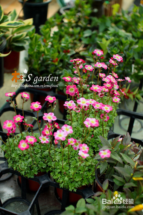 植物摄影小窍门+皮神山大王记