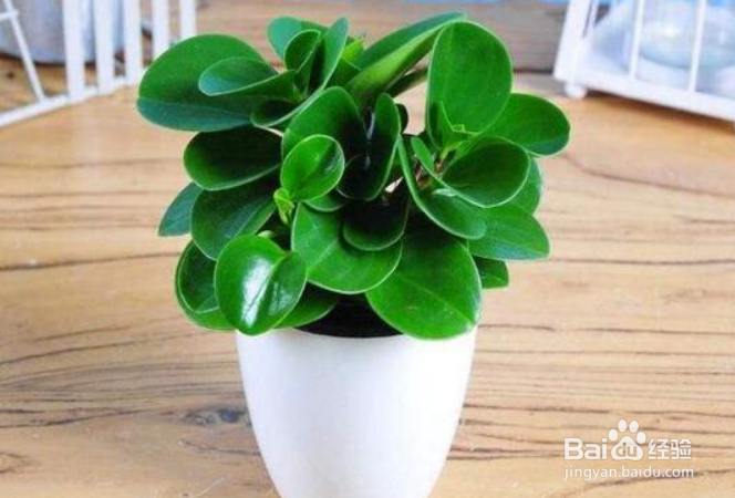 豆瓣绿浇水的正确方法