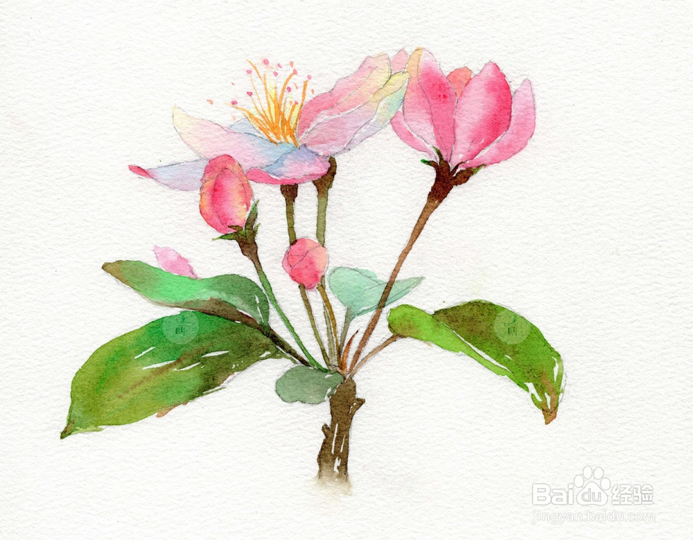 水彩花卉教程 | 跟又画一起画一幅海棠花吧