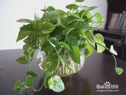 如何挽救黄了的绿萝叶子？