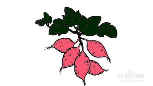 红薯怎么画才好看