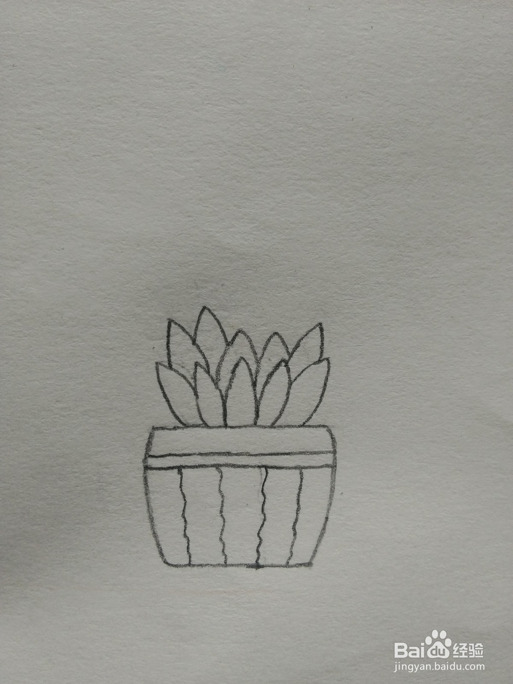 简笔画——怎么画多肉盆栽
