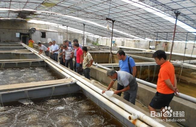 改进养虾措施与管理方式