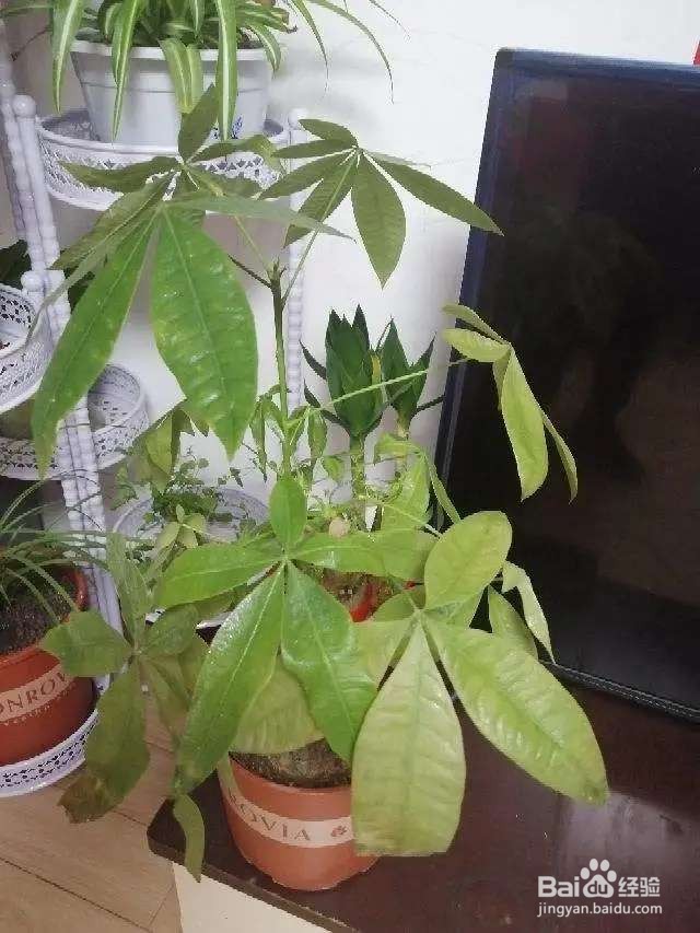 发财树一到夏天就黄叶,其实能避免