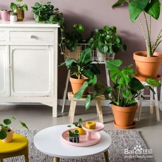 过期的药片丢花盆里植物也不发黄了