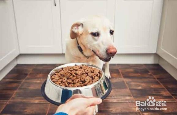 天气热狗狗不怎么吃东西怎么办