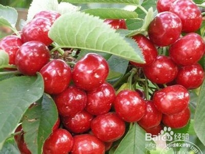 有机樱桃品种介绍