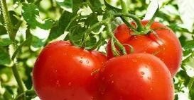 如何增加番茄的甜度