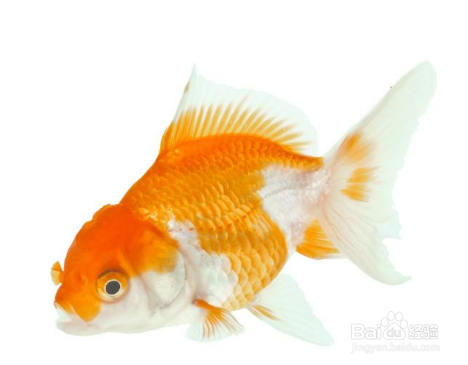金鱼公母区分图解
