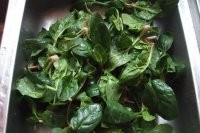 老签传之果仁菠菜