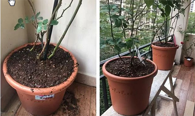 缓苗期如何浇水