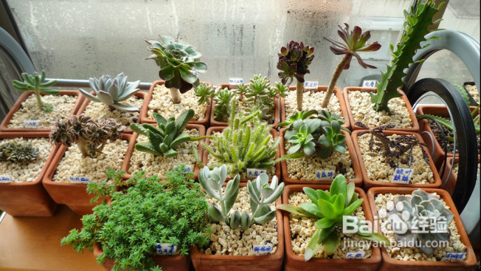 冬天来了，阳台变大棚。