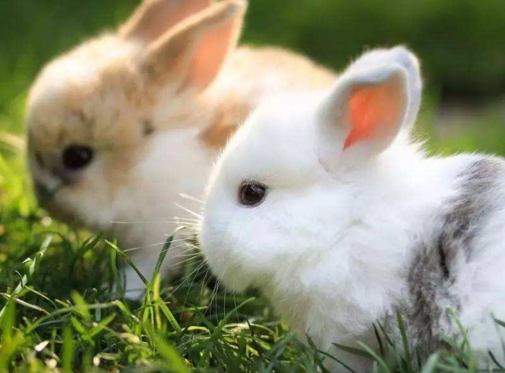 大龙虾全身披甲,划过来,划过去,样子挺威武。仿写拟人句怎么写?????。?。!!!!!!!!!!。