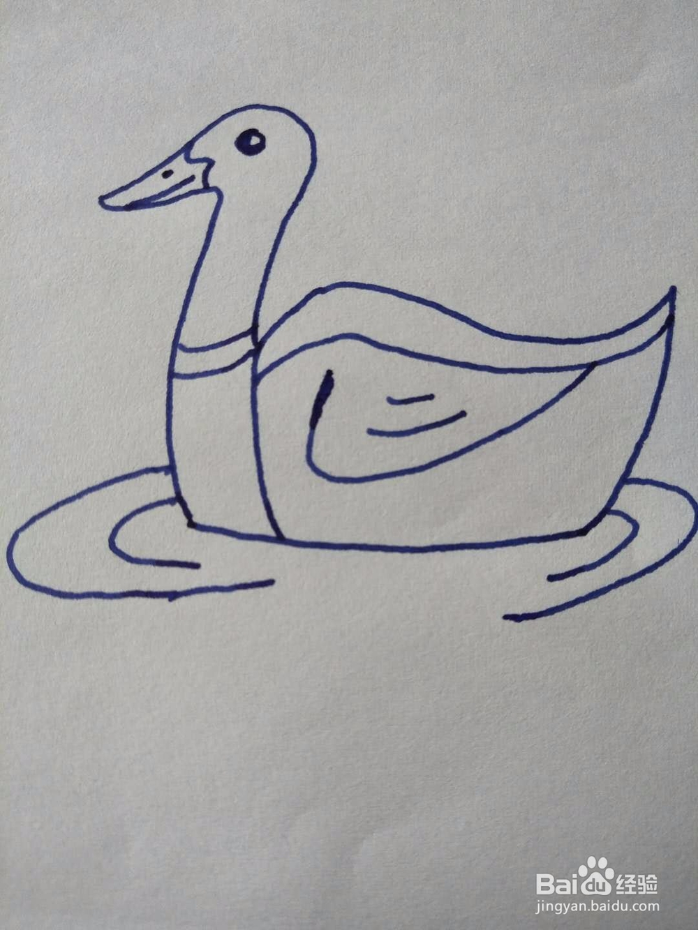 简笔画之浮水鹅