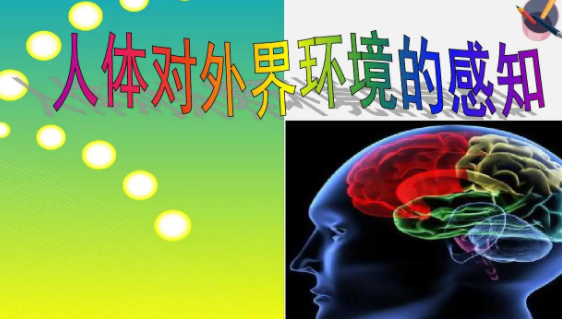 人体能够感知各种环境刺激的器官包括什么什么什么什么什么等