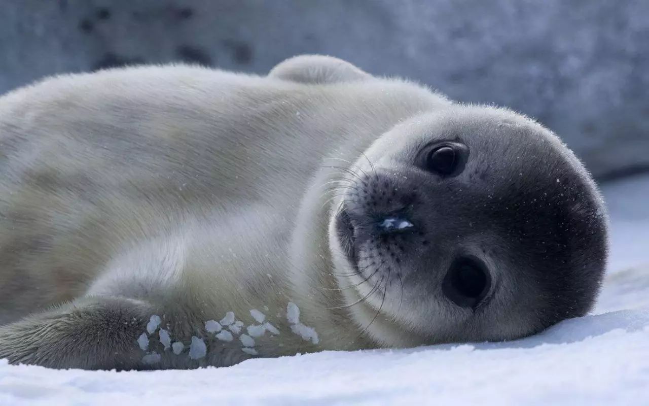 海豹海象海狮有什么不同