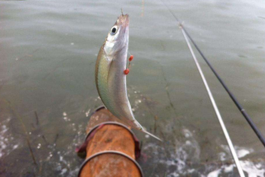 冬季怎样专钓白条