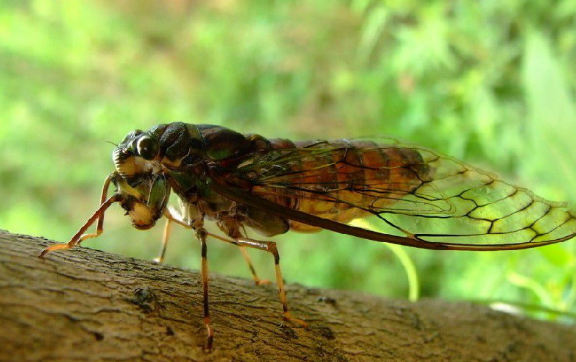 夏天的夜晚会有蝉鸣叫吗