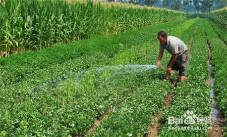 云南三七价格,近期行情怎么样点击查看