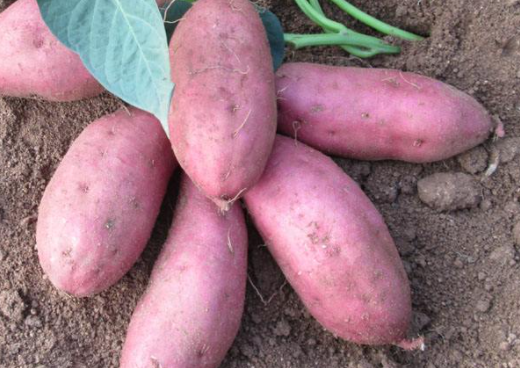 碳水化合物的食物有哪些