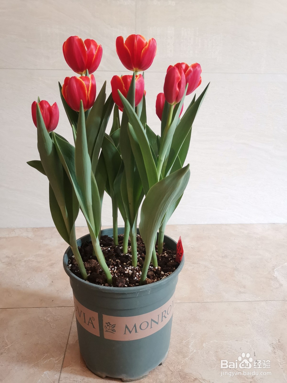 在广东种植郁金香的方法