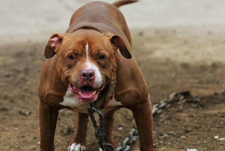 什么是比特精神