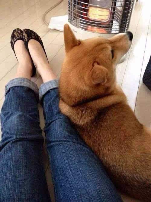 狗狗信任主人的表现是什么