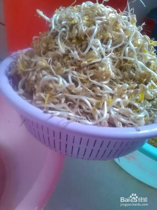 自己在家一周内发出无毒绿豆芽