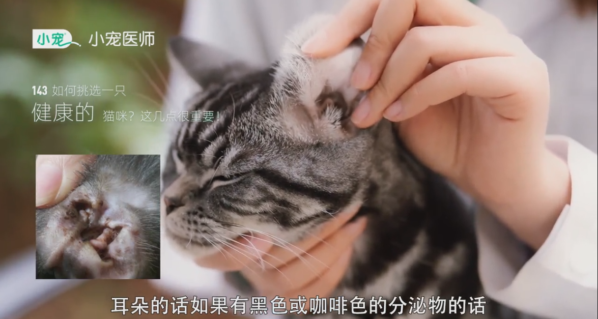 健康的猫咪要如何挑选?