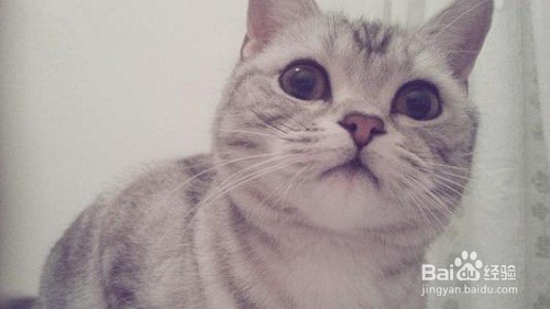 美短一直不停上厕所是为什么