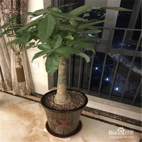 发财树根腐烂最快的处理方法