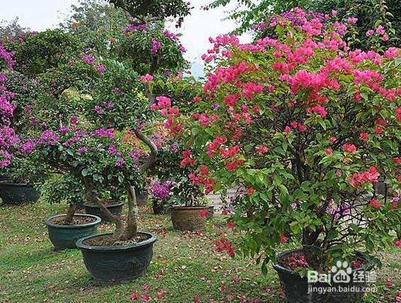 三角梅的寿命是多少年？