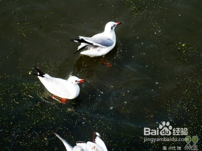 【春的迁徙】冬日，昆明观鸥攻略