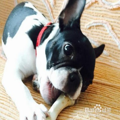 狗狗喜欢乱叫怎么办