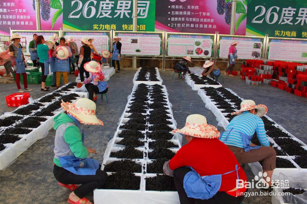 手把手教你桑葚烘干机干燥工艺步骤