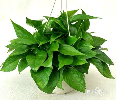 怎样种植绿萝