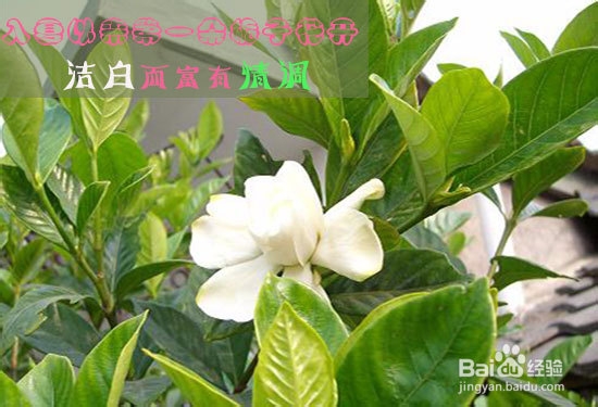 栀子花不开花怎么办