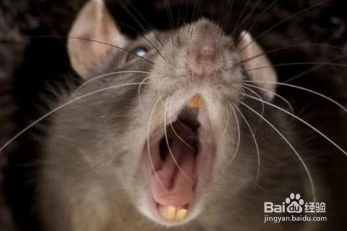 老鼠为什么要不停的咬东西