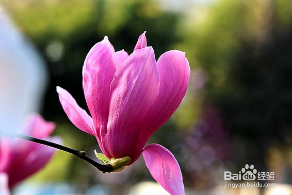 早春季节拍摄哪种花卉最能代表春天色彩